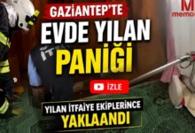 yılan paniği - İslahiye'de Yılan Paniği: Evlere Giren Sürüngenler Tedirg...