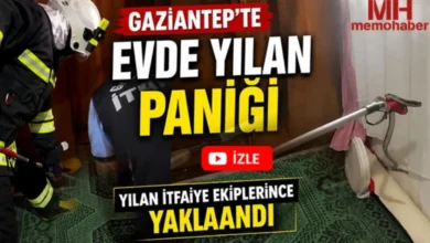 yılan paniği - İslahiye'de Yılan Paniği: Evlere Giren Sürüngenler Tedirg...