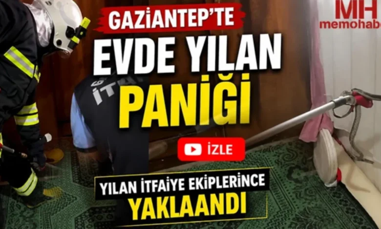 yılan paniği - İslahiye'de Yılan Paniği: Evlere Giren Sürüngenler Tedirg...