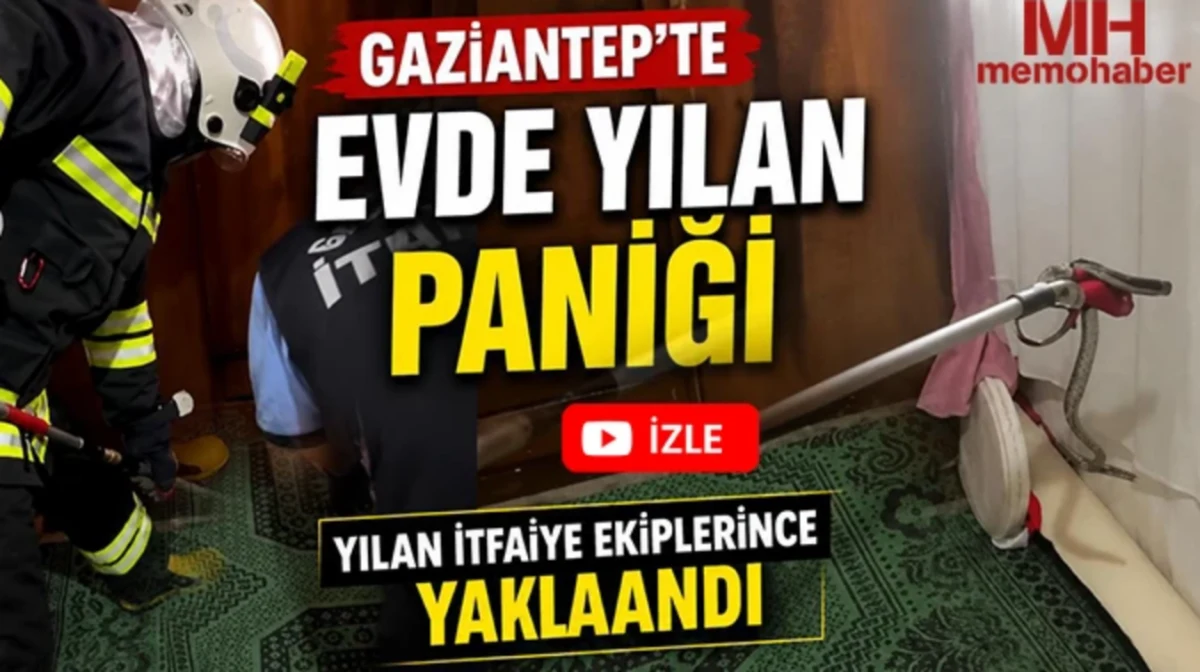 İslahiye'de Yılan Paniği: Evlere Giren Sürüngenler Tedirg...
