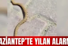 yılan paniği - Seyrantepe'de Yılan Paniği: Sarı Misafir Sakinleri Telaşl...