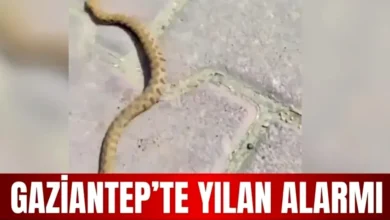 yılan paniği - Seyrantepe'de Yılan Paniği: Sarı Misafir Sakinleri Telaşl...