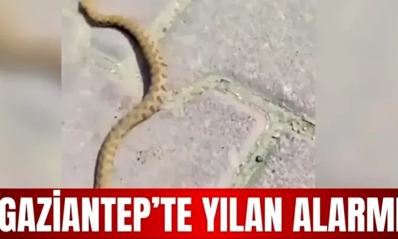 yılan paniği - Seyrantepe'de Yılan Paniği: Sarı Misafir Sakinleri Telaşl...