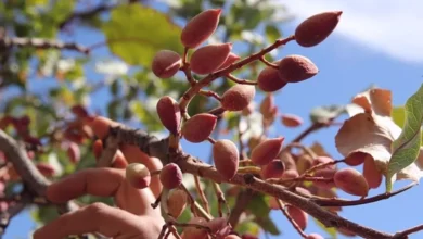 antepfıstığı fiyat - Antepfıstığı Fiyatları Beklenenin Altında Kalabilir