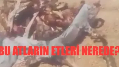 at etleri - At Etleri Sırrı: Gaziantep'te Şok Görüntüler