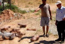 at kafatasları - At Kafatasları Ortaya Çıktı: Gaziantep Halk Sağlığı Tehli...