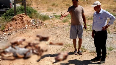 at kafatasları - At Kafatasları Ortaya Çıktı: Gaziantep Halk Sağlığı Tehli...