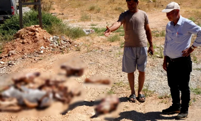 at kafatasları - At Kafatasları Ortaya Çıktı: Gaziantep Halk Sağlığı Tehli...