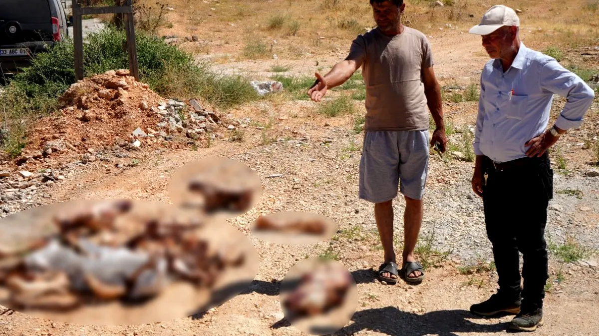 At Kafatasları Ortaya Çıktı: Gaziantep Halk Sağlığı Tehli...