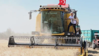 tohum desteği - Çiftçiye Tohum Desteği: Hasat Bereketlendi