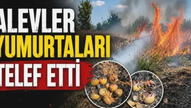 doğa yangını kuş - Doğa Yangını: Kuş Yuvaları Kül Oldu