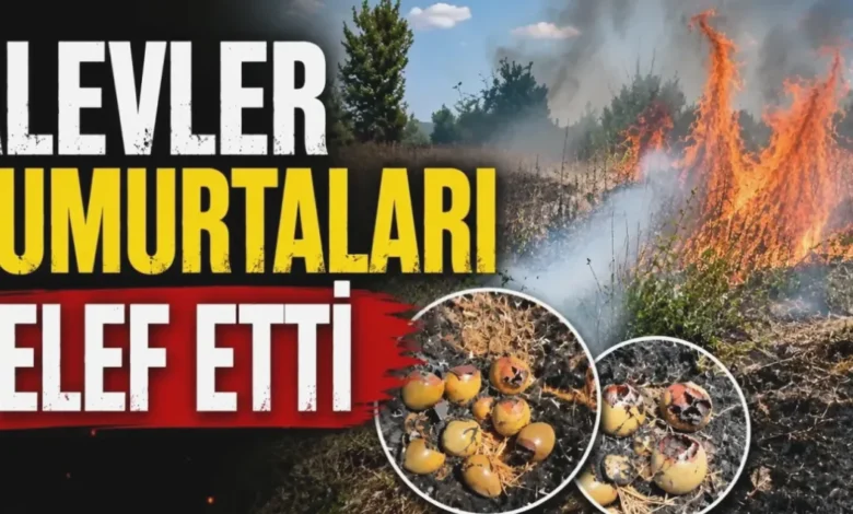 doğa yangını kuş - Doğa Yangını: Kuş Yuvaları Kül Oldu