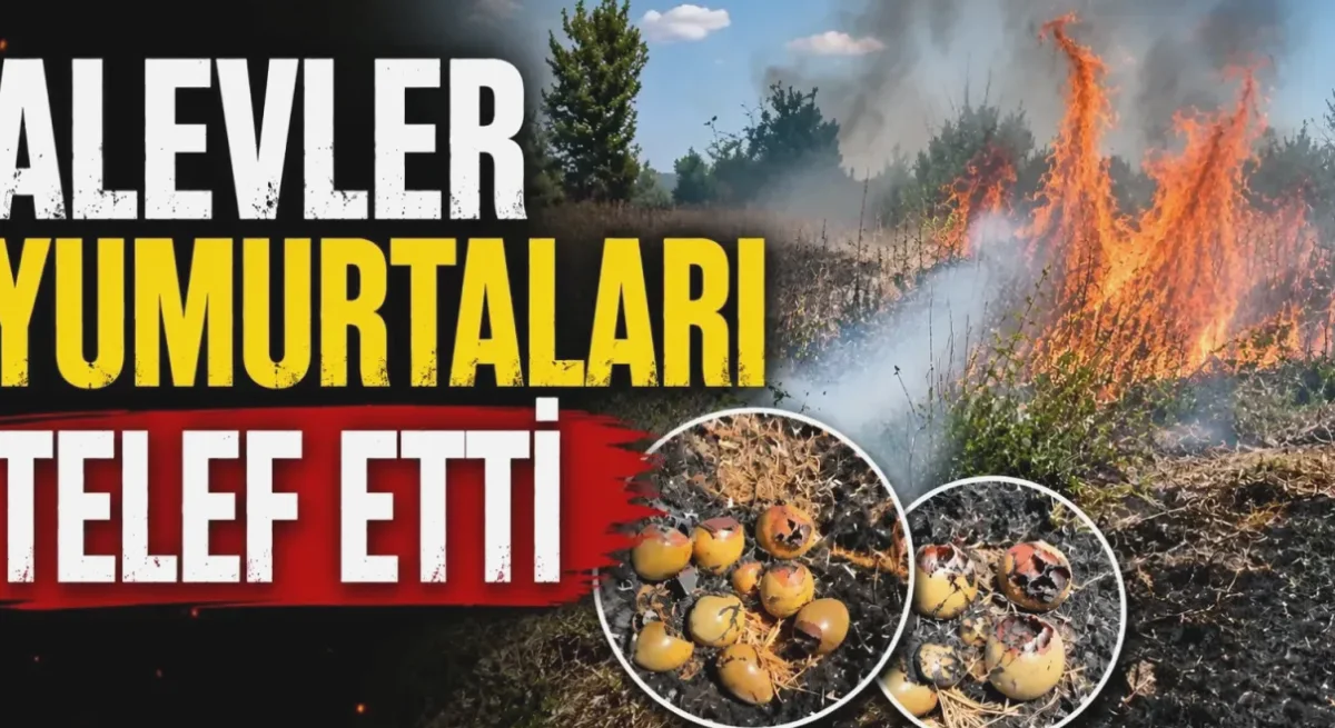Doğa Yangını: Kuş Yuvaları Kül Oldu