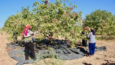 fıstık işçisi yevmiyesi - Fıstık İşçisi Yevmiyesi: Gaziantep'te Gözler Zamda