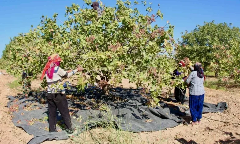 fıstık işçisi yevmiyesi - Fıstık İşçisi Yevmiyesi: Gaziantep'te Gözler Zamda