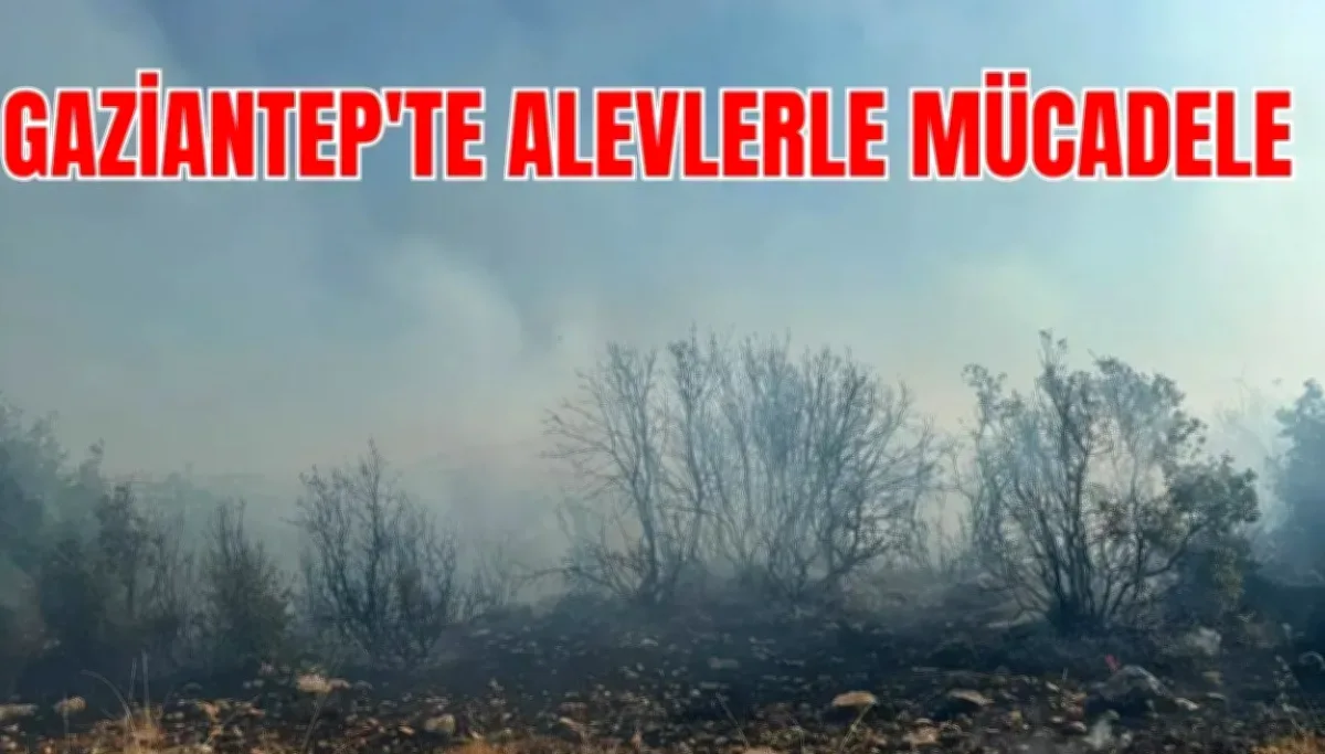 Gaziantep'te Orman Yangını: Meşelik Alan Kül Oldu