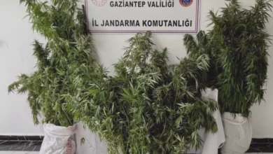 Nizip kenevir - Nizip'te Kenevir: 215 Kök Yakalandı