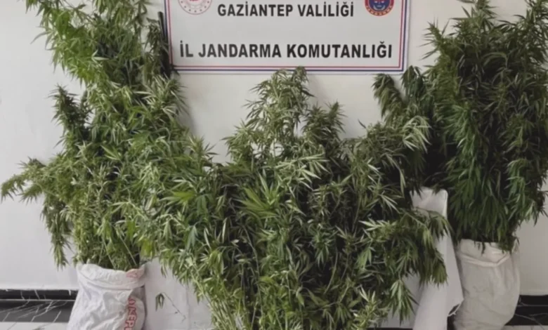 Nizip kenevir - Nizip'te Kenevir: 215 Kök Yakalandı