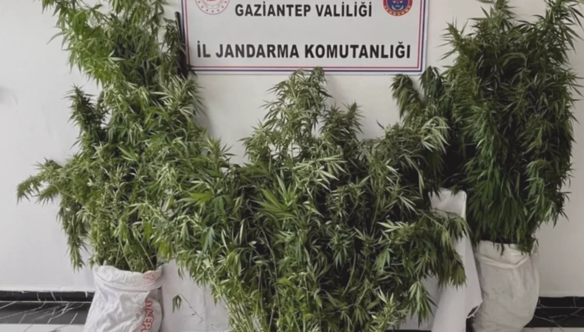 Nizip'te Kenevir: 215 Kök Yakalandı