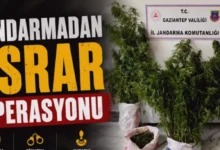 Nizip kenevir operasyonu - Nizip'te Kenevir Yetiştiriciliğine Darbe