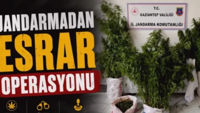 Nizip kenevir operasyonu - Nizip'te Kenevir Yetiştiriciliğine Darbe