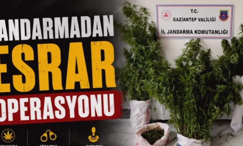Nizip kenevir operasyonu - Nizip'te Kenevir Yetiştiriciliğine Darbe