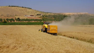 yerli buğday - Yerli Buğday: Oğuzeli'nde Toprak Geleceğe Söz Verdi