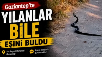 yılanların aşk sezonu - Yılanların Aşk Sezonu: Gaziantep'te İlginç Görüntüler