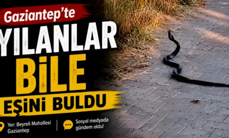 yılanların aşk sezonu - Yılanların Aşk Sezonu: Gaziantep'te İlginç Görüntüler