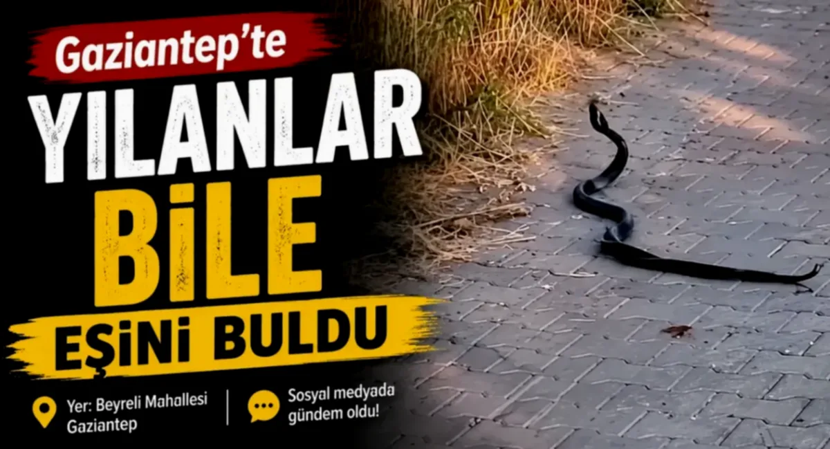 Yılanların Aşk Sezonu: Gaziantep'te İlginç Görüntüler