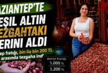 Antep fıstığı - Antep Fıstığı Tezgahlarda: Yeşil Altın Fiyatı Ne?