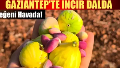 Antep fıstığı incir - Antep Fıstığı ve İncir: Bereket Sofrası Kuruldu