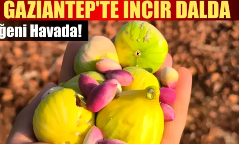 Antep fıstığı incir - Antep Fıstığı ve İncir: Bereket Sofrası Kuruldu