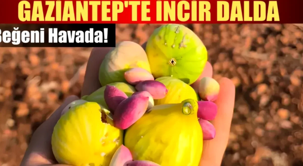 Antep Fıstığı ve İncir: Bereket Sofrası Kuruldu