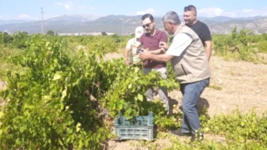 Antep karası hasat - Antep Karası: İslahiye Bağlarında Hasat Heyecanı
