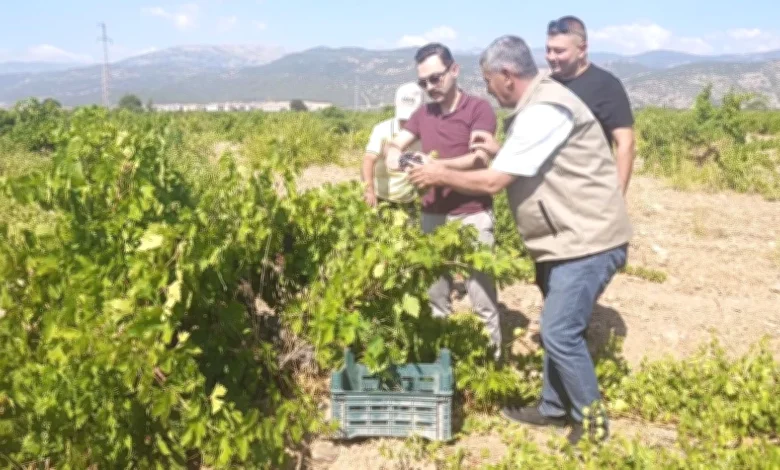 Antep karası hasat - Antep Karası: İslahiye Bağlarında Hasat Heyecanı