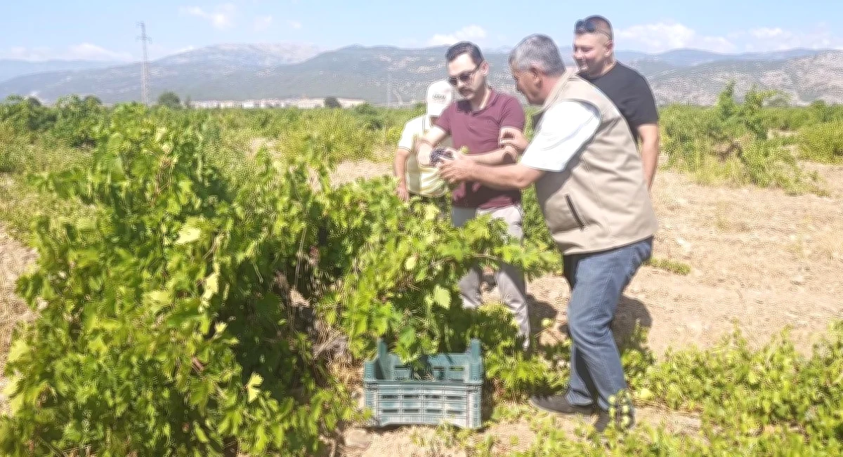 Antep Karası: İslahiye Bağlarında Hasat Heyecanı