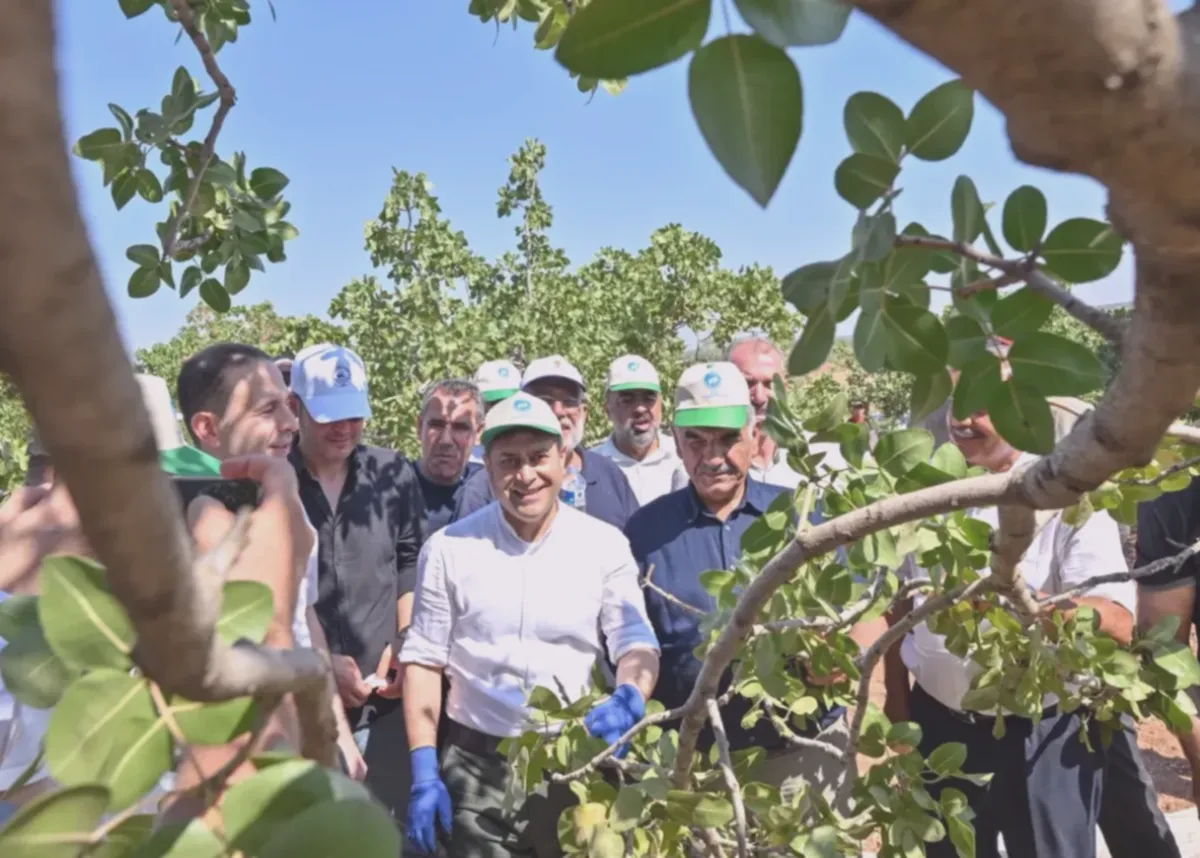 Fıstık Hırsızlığı: Jandarma Seferber Oldu