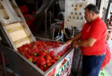 Gaziantep salça üretimi - Gaziantep Salça Mesaisi Başladı: Kışa Hazırlık