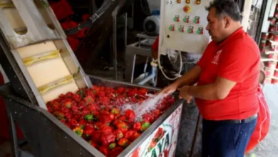 Gaziantep salça üretimi - Gaziantep Salça Mesaisi Başladı: Kışa Hazırlık