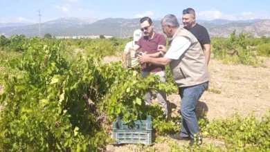 Gaziantep Bağ Bozumu - Gaziantep'te Bağ Bozumu Başladı: Üzüm Hasadı Heyecanı