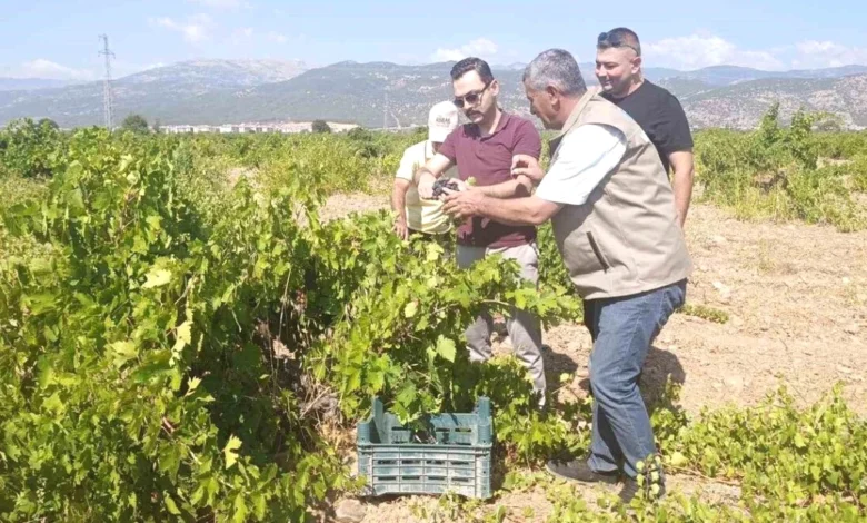 Gaziantep Bağ Bozumu - Gaziantep'te Bağ Bozumu Başladı: Üzüm Hasadı Heyecanı