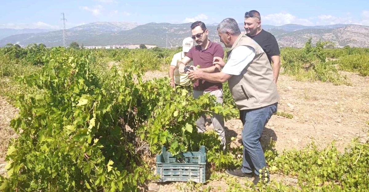 Gaziantep'te Bağ Bozumu Başladı: Üzüm Hasadı Heyecanı
