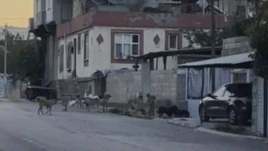 Güllük köpek sürüsü - Güllük'te Köpek Sürüsü Paniği