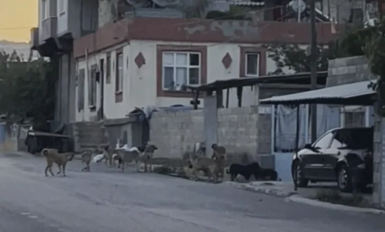 Güllük köpek sürüsü - Güllük'te Köpek Sürüsü Paniği