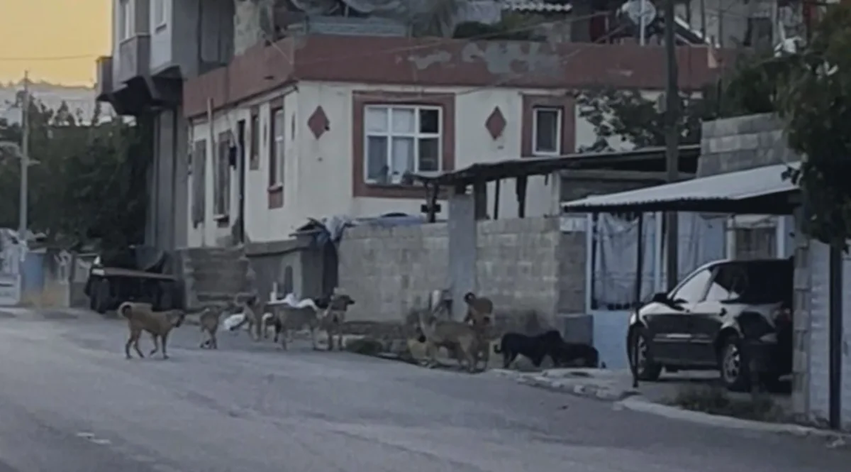 Güllük'te Köpek Sürüsü Paniği
