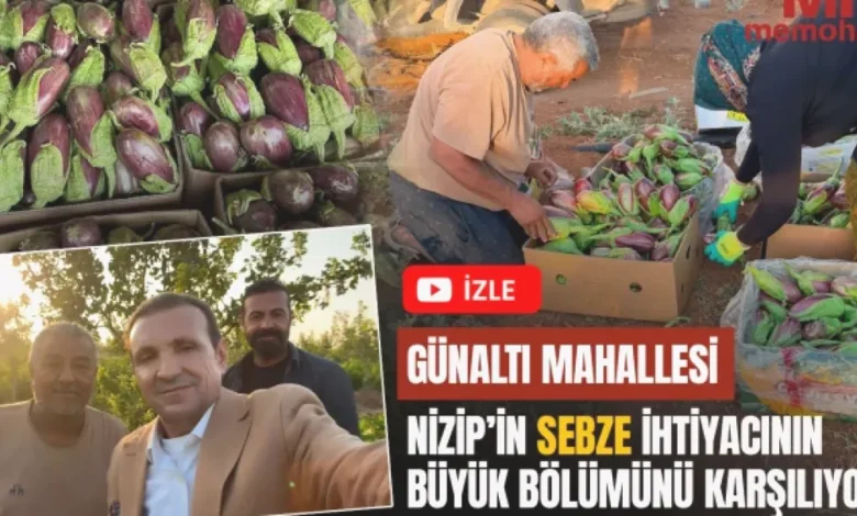 Günaltı sebze üretimi - Günaltı'nda Sebze Bereketine Emek