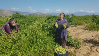 İslahiye üzüm üretimi - İslahiye Üzüm Üretimi: Destekler ve Yeni Tesisler