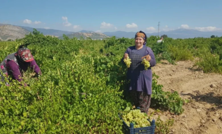 İslahiye üzüm üretimi - İslahiye Üzüm Üretimi: Destekler ve Yeni Tesisler