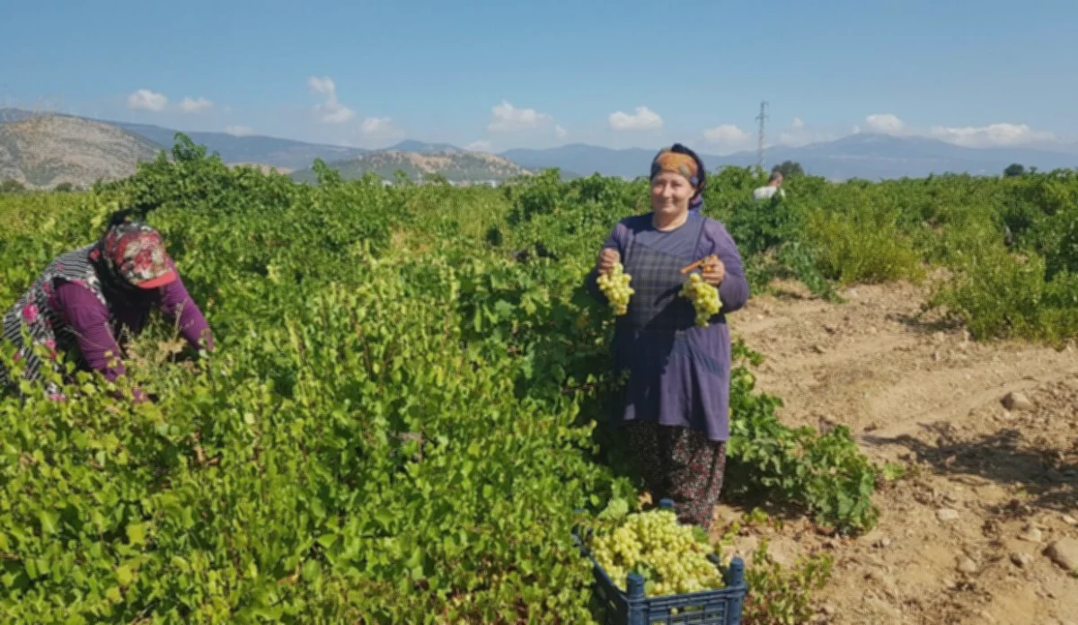 İslahiye Üzüm Üretimi: Destekler ve Yeni Tesisler